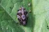 Issus coleoptratus